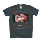 カラフトマス！知来別【PINK SALMON】