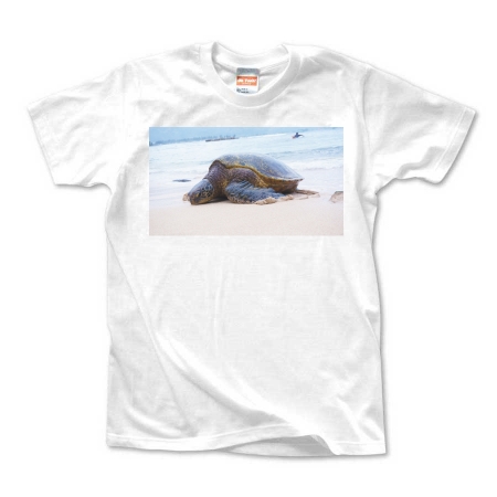 海亀　Tシャツ