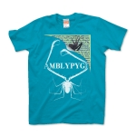 AMBLYPYGI